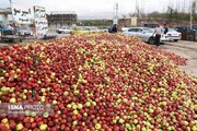 عکس/ فصل برداشت سیب پاییزی در اهر