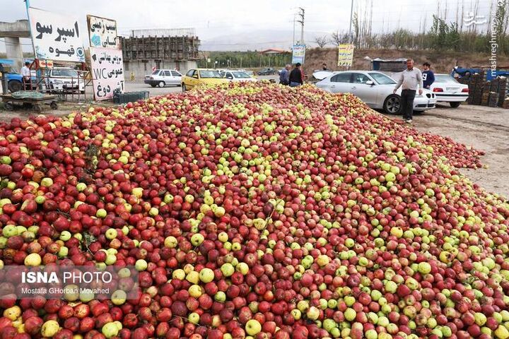 عکس/ فصل برداشت سیب پاییزی در اهر
