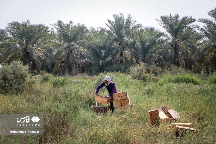 نخلستان*