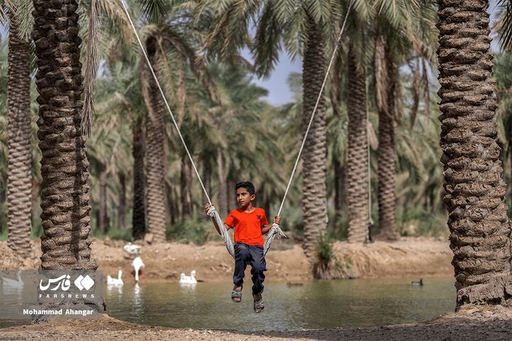 نخلستان*