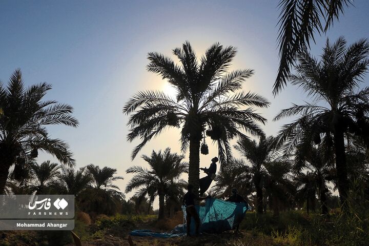 نخلستان*
