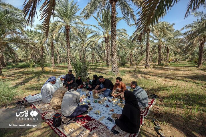 نخلستان*