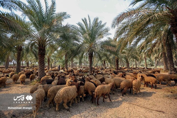 نخلستان*