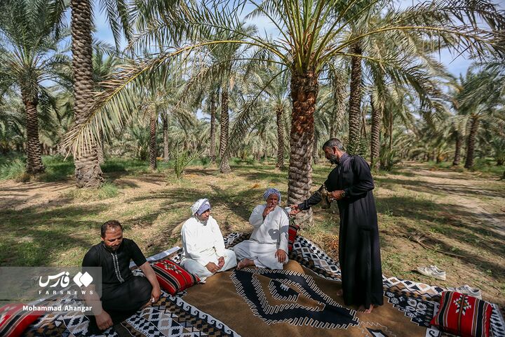 نخلستان*