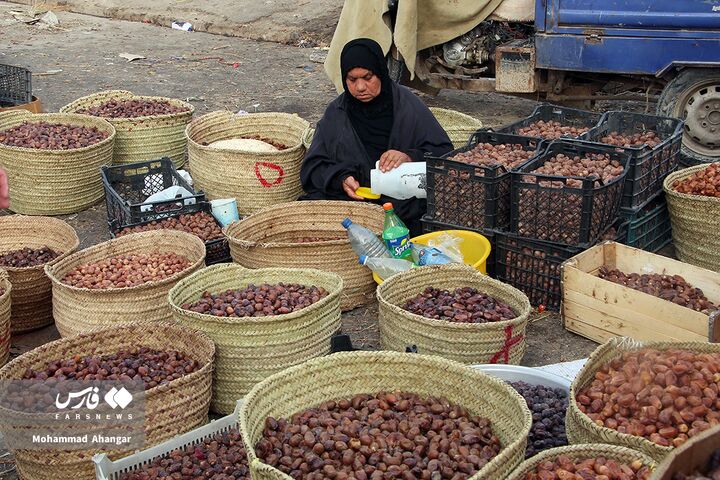 نخلستان*