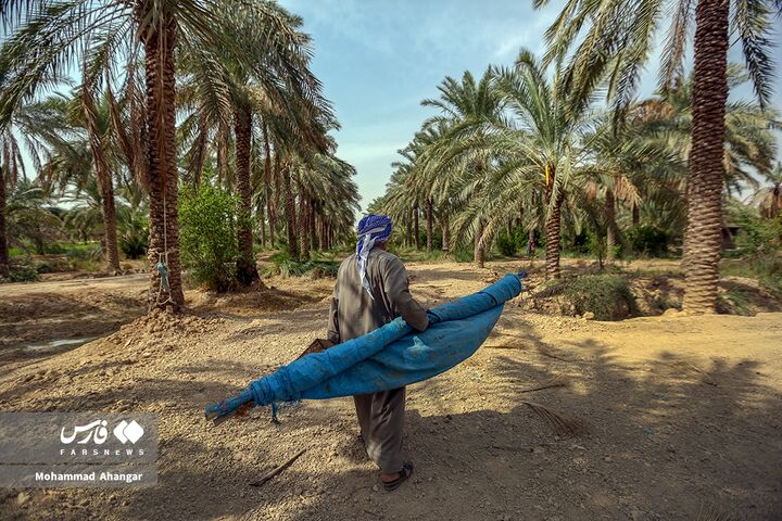 نخلستان*