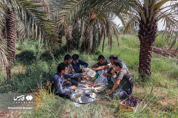 نخلستان*