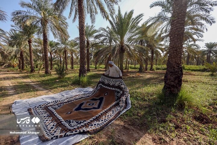 نخلستان*