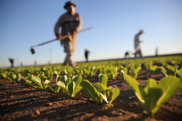 تحول در الگوی کشت طالخونچه؛ طرح مسئولیت اجتماعی فولاد مبارکه برای احیای کشاورزی منطقه