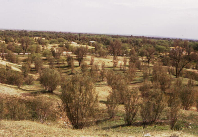 قاچاقچی چوب در سرایان به احیای یک هکتار جنگل تاغ محکوم شد