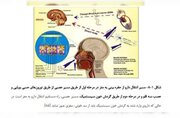 رایحه‌درمانی؛ امید تازه‌ای برای پیشگیری از بیماری‌های مغزی