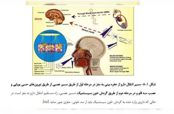رایحه‌درمانی؛ امید تازه‌ای برای پیشگیری از بیماری‌های مغزی