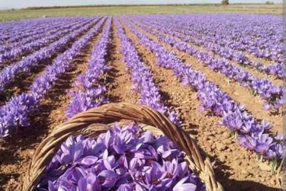 تسهیلات یک‌میلیاردی فولاد مبارکه برای کشت زعفران در مناطق کم‌آب اصفهان