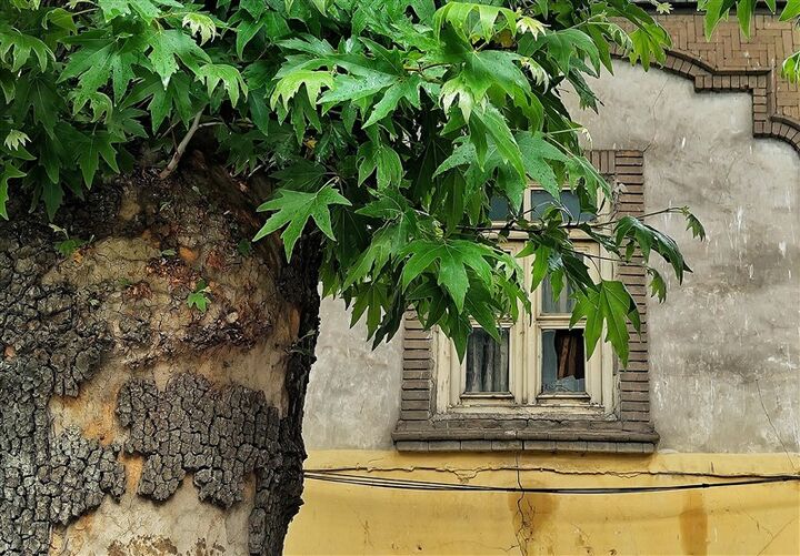 ماجرای تلخ قطع چنار 800 ساله اهر