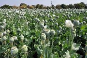 کشت مجدد شقایق‌ بعد از۲۰ سال در ایران