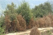 «آفت بلایت» 37 هزار هکتار ‌شمشاد ‌را خشکاند