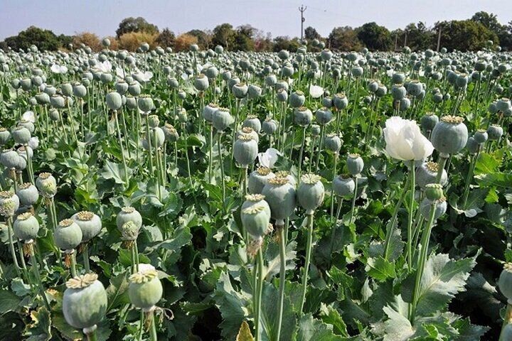 کشت مجدد شقایق‌ بعد از۲۰ سال در ایران