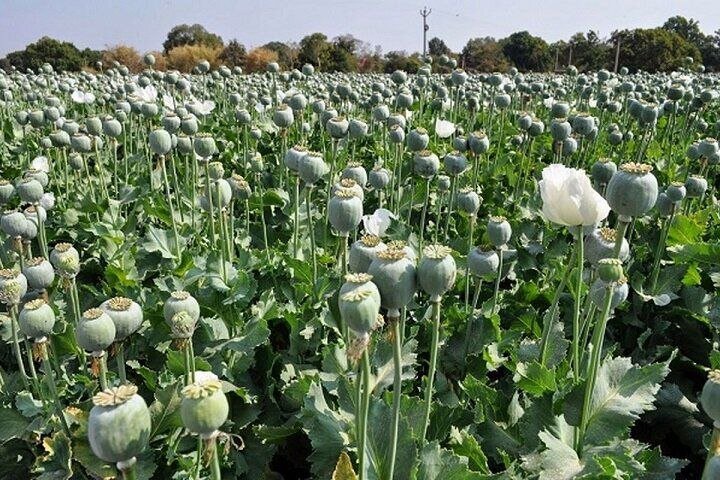 کشت مجدد شقایق‌ بعد از۲۰ سال در ایران