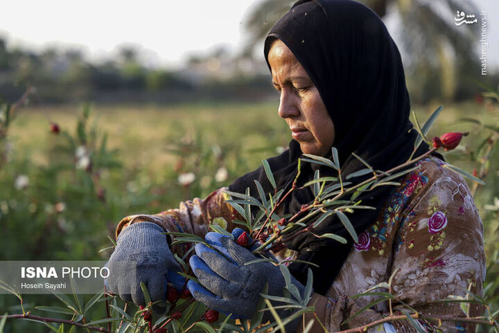 عکس/ برداشت چای ترش در روستای علوه