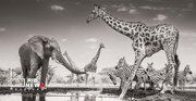 مسابقه عکاسی حیات وحش سال ۲۰۲۶