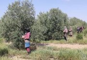 رفع بیکاری در روستای هزاررود طارم با احداث باغ زیتون