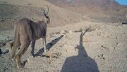 ثبت تصویر کاراکال در منطقه حفاظت شده کویر ورامین