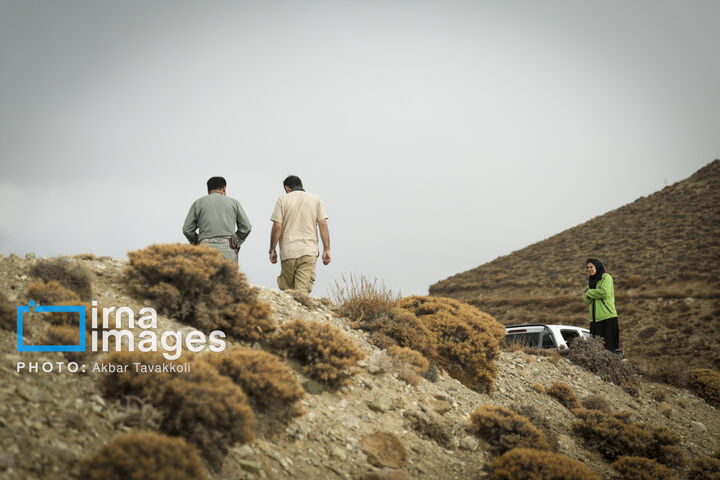 کاوده
