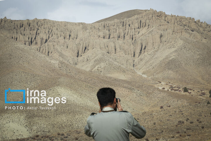 کاوده