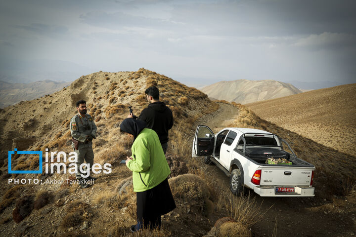 کاوده