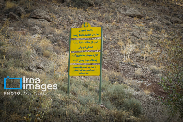 کاوده