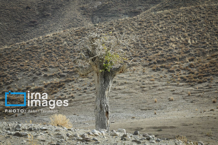 کاوده