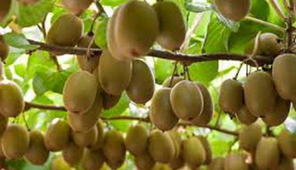 تهاتر صادرات کیوی با واردات میوه‌های گرمسیری