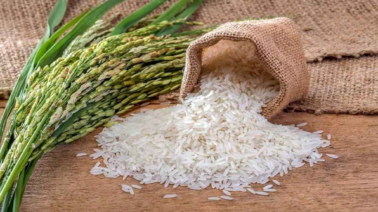 آغاز طرح شناسنامه‌ دار شدن برنج ایرانی