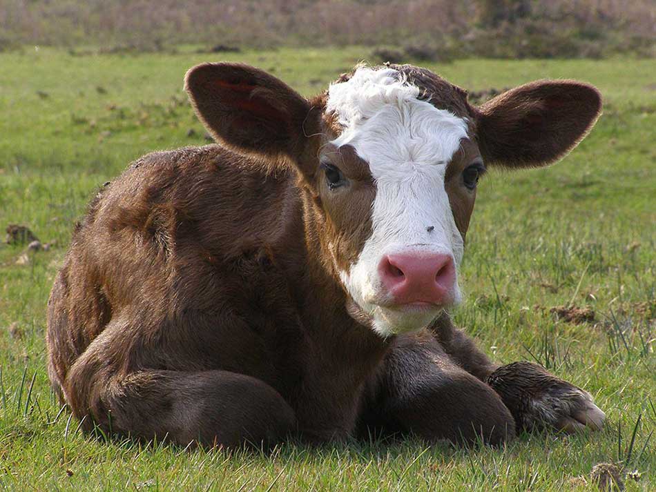 کاهش 22 درصدی تعداد گاو و گوساله پروار شده در فصل پاییز