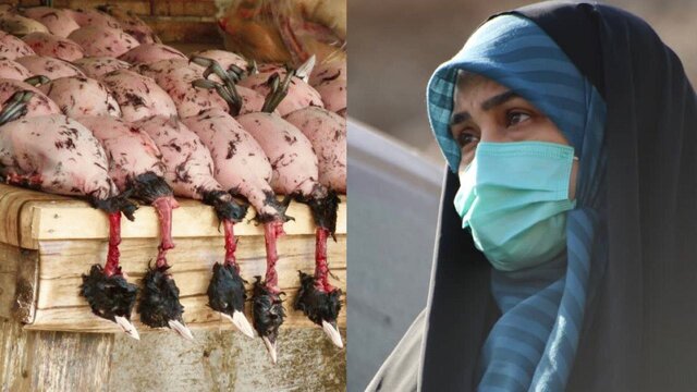رئیس فراکسیون محیط زیست مجلس: رستوران‌های سروکننده پرندگان مهاجر در مازندران پلمب شوند