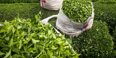 قیمت انواع چای برای بازگشایی ثبت سفارشات بررسی شد