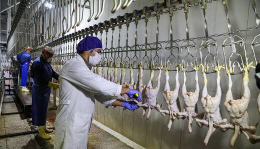 هشدار در خصوص افزایش قیمت مرغ