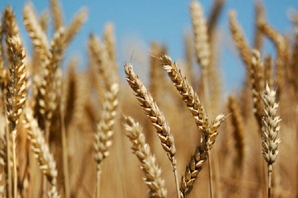 تخلیه بیش از 48 هزارتن گندم در بندر شهید رجایی