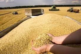 ایران سیزدهمین تولیدکننده بزرگ گندم جهان در سال 2022 شد