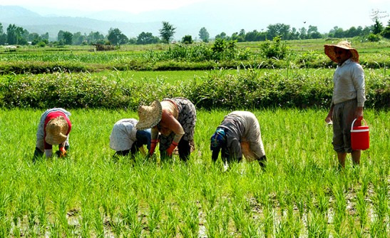 مشارکت مالی صندوق تعاون، فعالیت کشاورزان را تسهیل می‌کند