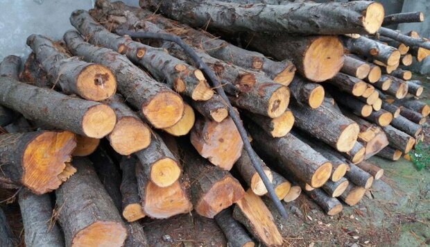 کشف 55 تن چوب قاچاق در آزادشهر

