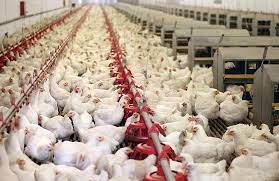 برخورد با مرغدارانی که مرغ گوشتی بالای 45 روز را کشتار نکنند
