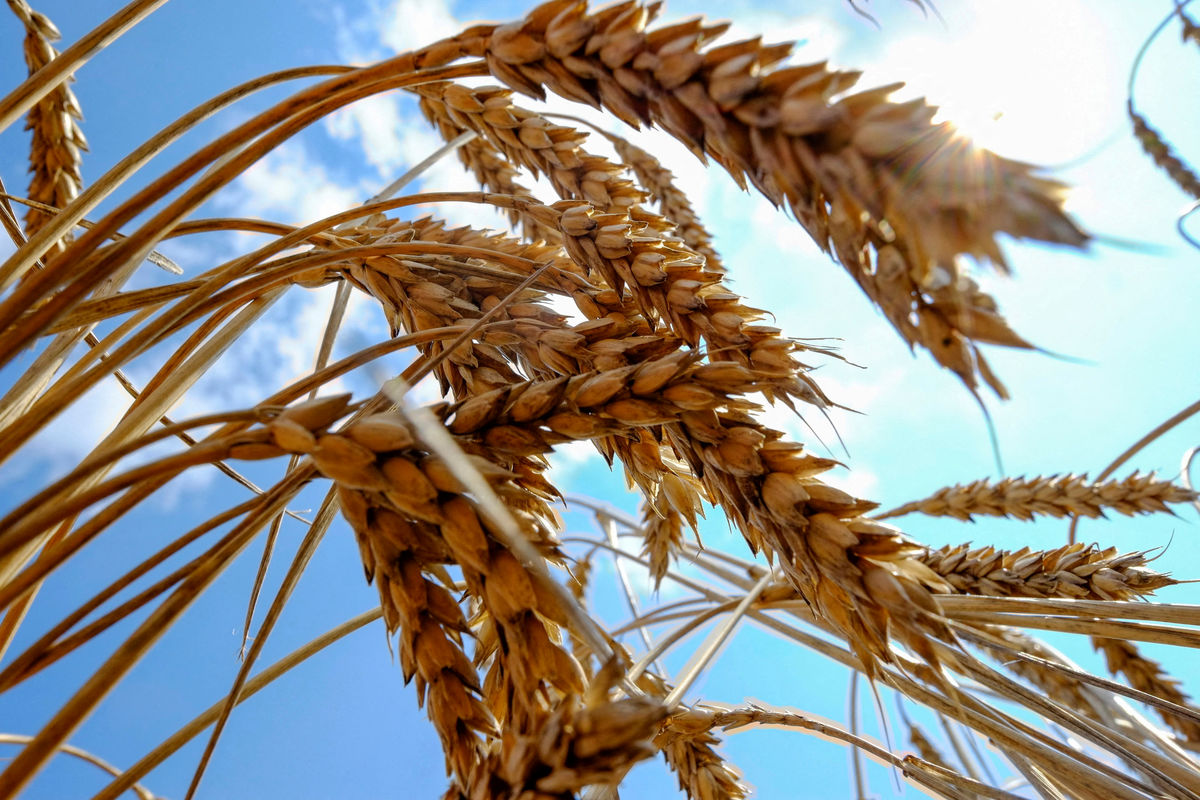 پیش‌بینی افزایش 30 درصدی تولید گندم در کشور