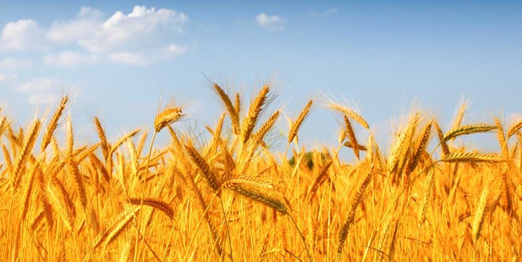 بهبود کیفیت آرد نان، راهبرد اصلی برنامه بذری/ 5 هزار تن بذر گندم و جو در سمنان تولید می‌شود