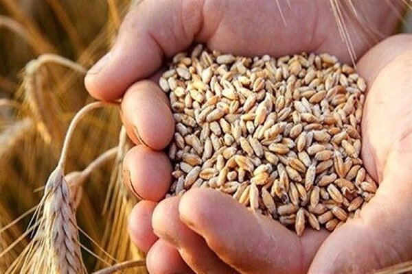 خرید بذر گندم به بیش از ۲۶۲ هزارتن رسید