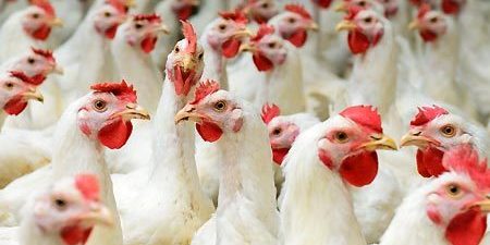 کیفیت مرغ منجمد تفاوتی با مرغ گرم ندارد