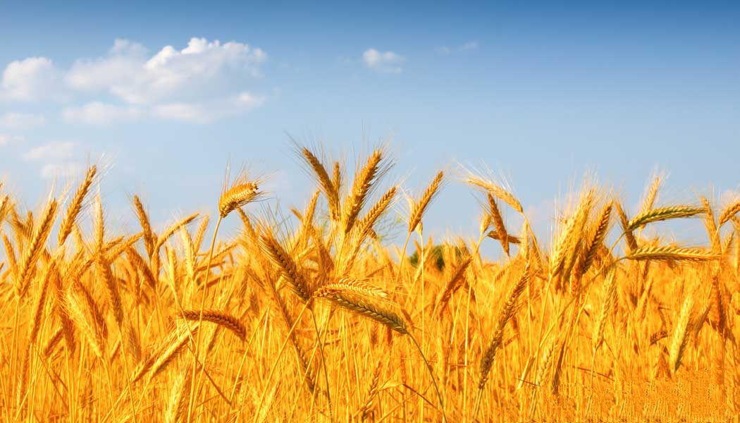 هند صادرات گندم را کاهش داد