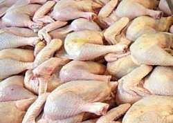 مدیرعامل اتحادیه سراسری مرغداران گوشتی :

توزیع مرغ ذخیره سازی شده به متعادل سازی قیمت کمک می کند